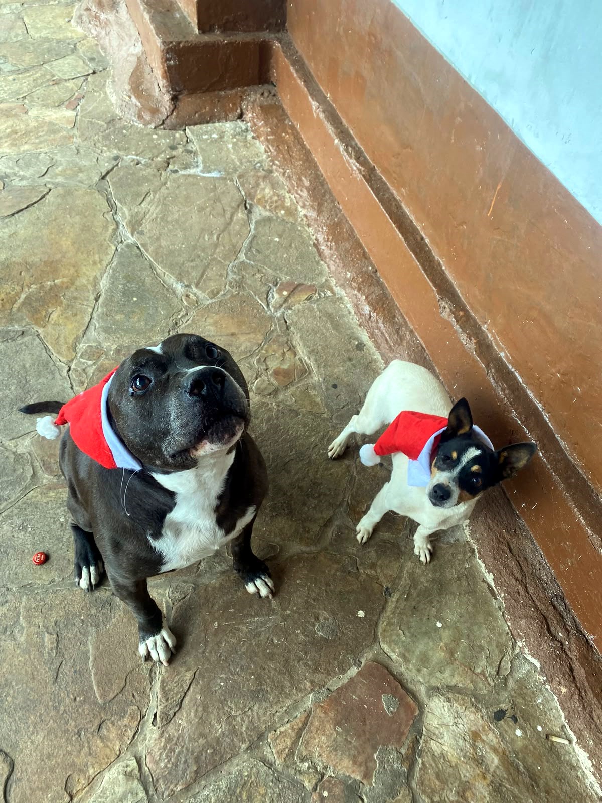 Dois cachorros com gorros de Natal no quintal da república